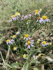 Tripolium pannonicum