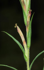 Castilleja chlorosceptron