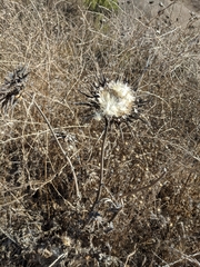 Cynara cardunculus