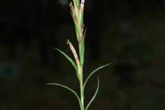 Castilleja chlorosceptron