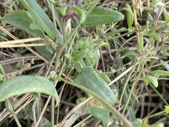 Tripolium pannonicum