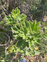 Pelargonium cucullatum