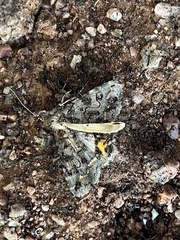 Frederickia s-signata