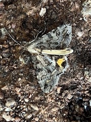 Frederickia s-signata