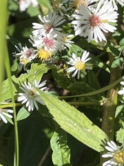 Augochloropsis metallica