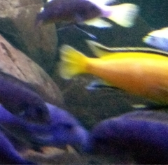 Labidochromis caeruleus