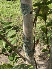 Myelochroa aurulenta