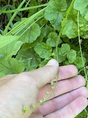 Pectiantia pentandra