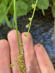 Pectiantia pentandra