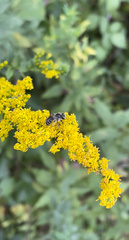 Callandrena