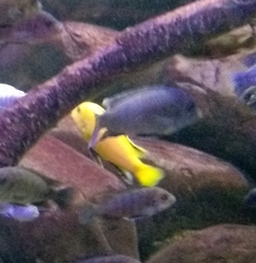 Labidochromis caeruleus