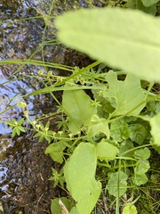 Pectiantia pentandra