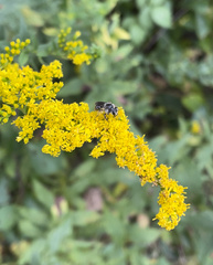 Callandrena