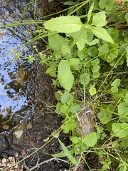 Pectiantia pentandra