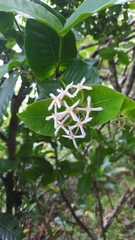 Ixora mooreensis
