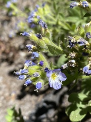 Polemonium