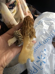 Morchella