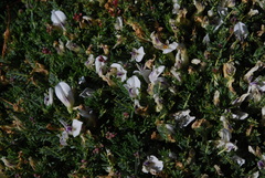 Astragalus angustifolius