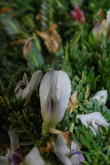 Astragalus angustifolius