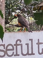 Turdus abyssinicus