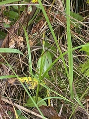 Solidago uliginosa