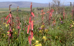 Watsonia aletroides