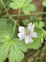 Geranium pyrenaicum
