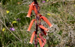 Watsonia aletroides