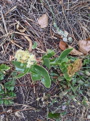 Hylotelephium maximum