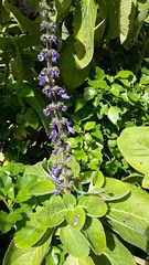 Coleus barbatus grandis