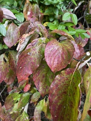 Cornus sanguinea