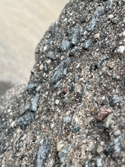 Lichinaceae