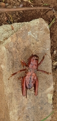 Cratomelus armatus