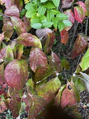 Cornus sanguinea