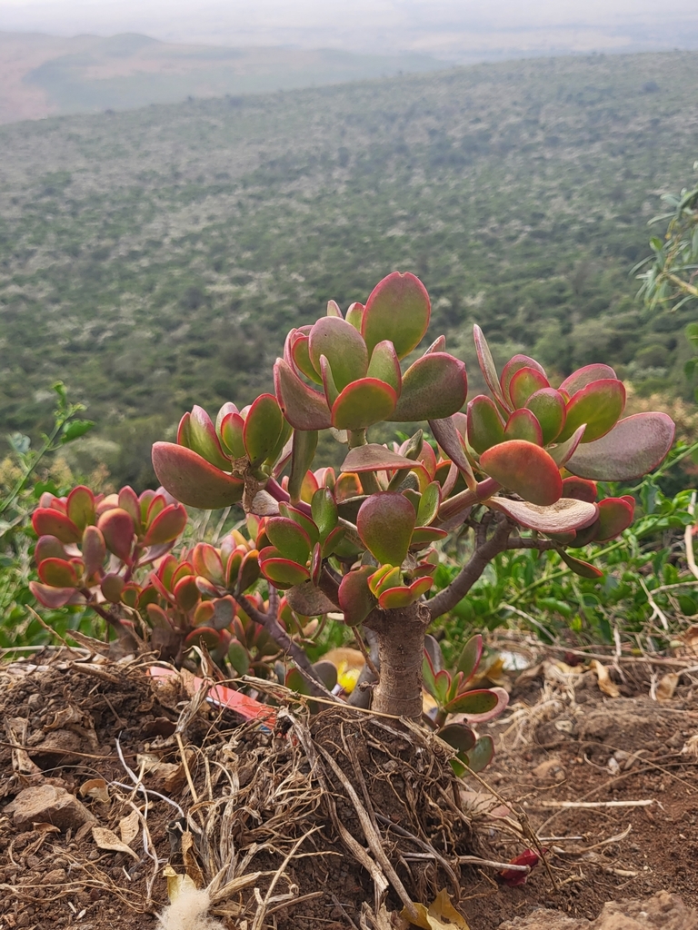 Crassula ovata leaves detail