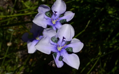 Aristea biflora