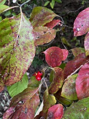 Cornus sanguinea