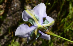 Aristea biflora