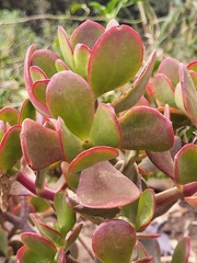Crassula ovata