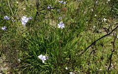 Aristea biflora