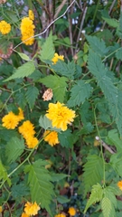 Kerria japonica