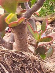 Crassula ovata