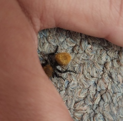 Dasymutilla stevensi