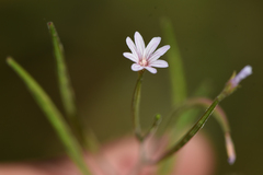 Epilobium