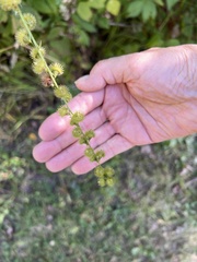 Agrimonia gryposepala