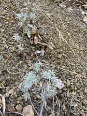 Lupinus albifrons