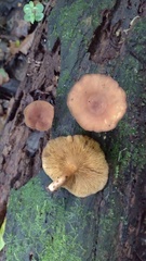 Heimiomyces tenuipes