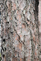 Pinus durangensis