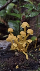 Tricholomopsis aurea