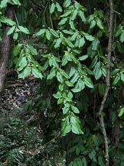 Euonymus fortunei